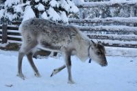 Rentier &ndash; &copy; Mandy Rauschner (Eberhardt TRAVEL)