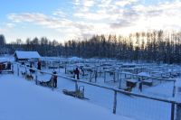 Husky Farm &ndash; &copy; Mandy Rauschner (Eberhardt TRAVEL)