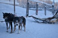 Huskys &ndash; &copy; Mandy Rauschner (Eberhardt TRAVEL)