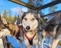 Husky Farm &ndash; &copy; Petra Hady (Eberhardt TRAVEL)