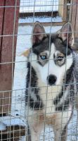 Husky Farm &ndash; &copy; Petra Hady (Eberhardt TRAVEL)