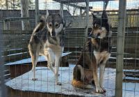 Husky Farm &ndash; &copy; Petra Hady (Eberhardt TRAVEL)