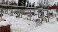20250301_4 die Hunde warten.jpg &ndash; &copy; Michael Rass (Eberhardt TRAVEL)