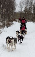 20250301_7 hinaus in die Wälder Finnlands.jpg &ndash; &copy; Michael Rass (Eberhardt TRAVEL)