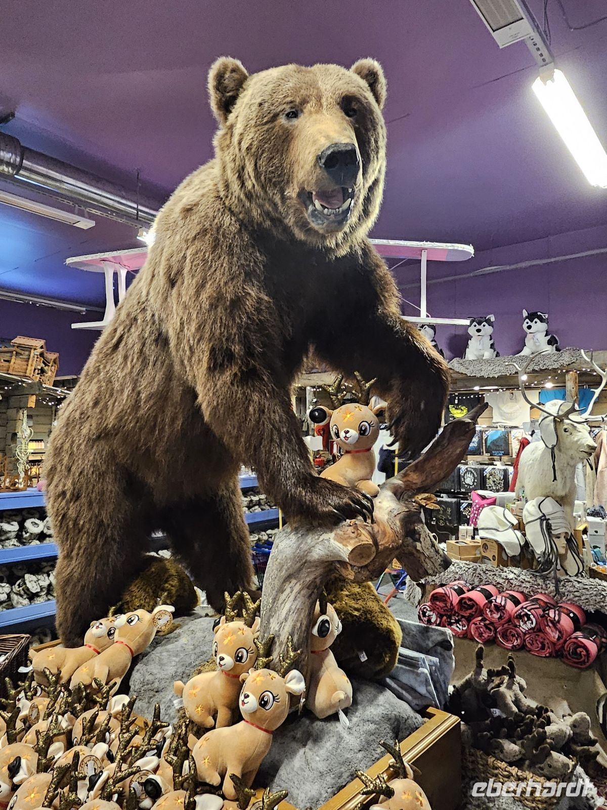 1- Tag - bärige Begrüßung in Kuusamo &ndash; &copy; Mariele Legler (Eberhardt TRAVEL)