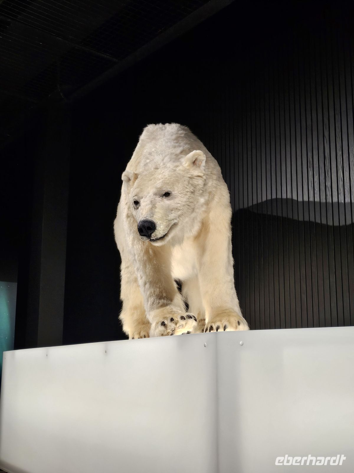 Tag 6 - das Arktikum in Rovaniemi (4) &ndash; &copy; Mariele Legler (Eberhardt TRAVEL)