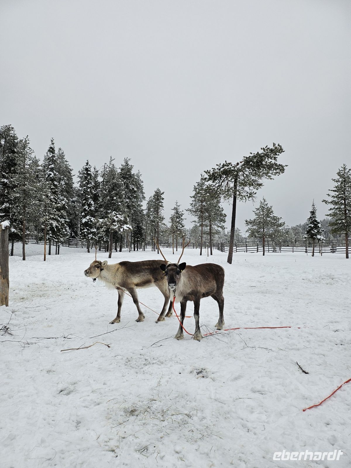 Tag 7 -  Rentiersafari in Salla (2) &ndash; &copy; Mariele Legler (Eberhardt TRAVEL)