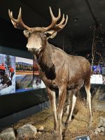 Tag 6 - das Arktikum in Rovaniemi (5) &ndash; &copy; Mariele Legler (Eberhardt TRAVEL)