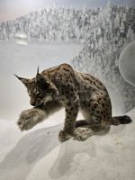 Tag 7 -  Salla Wildernesspark (1) &ndash; &copy; Mariele Legler (Eberhardt TRAVEL)