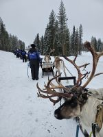 Tag 7 -  Rentiersafari in Salla &ndash; &copy; Mariele Legler (Eberhardt TRAVEL)