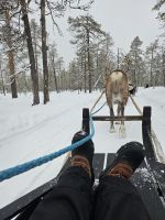 Tag 7 -  Rentiersafari in Salla (3) &ndash; &copy; Mariele Legler (Eberhardt TRAVEL)