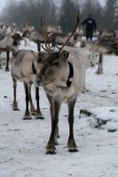 Rentierfarm in Lappland, Finnland &ndash; &copy; Sten Bernhardt (Eberhardt TRAVEL)