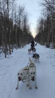Husky Tour &ndash; &copy; Beate Klingebiel (Eberhardt TRAVEL)