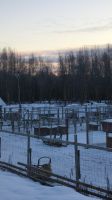Husky Farm &ndash; &copy; Beate Klingebiel (Eberhardt TRAVEL)