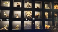 arktische Tiere &ndash; &copy; Beate Klingebiel (Eberhardt TRAVEL)