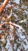 Kiefer &ndash; &copy; Beate Klingebiel (Eberhardt TRAVEL)