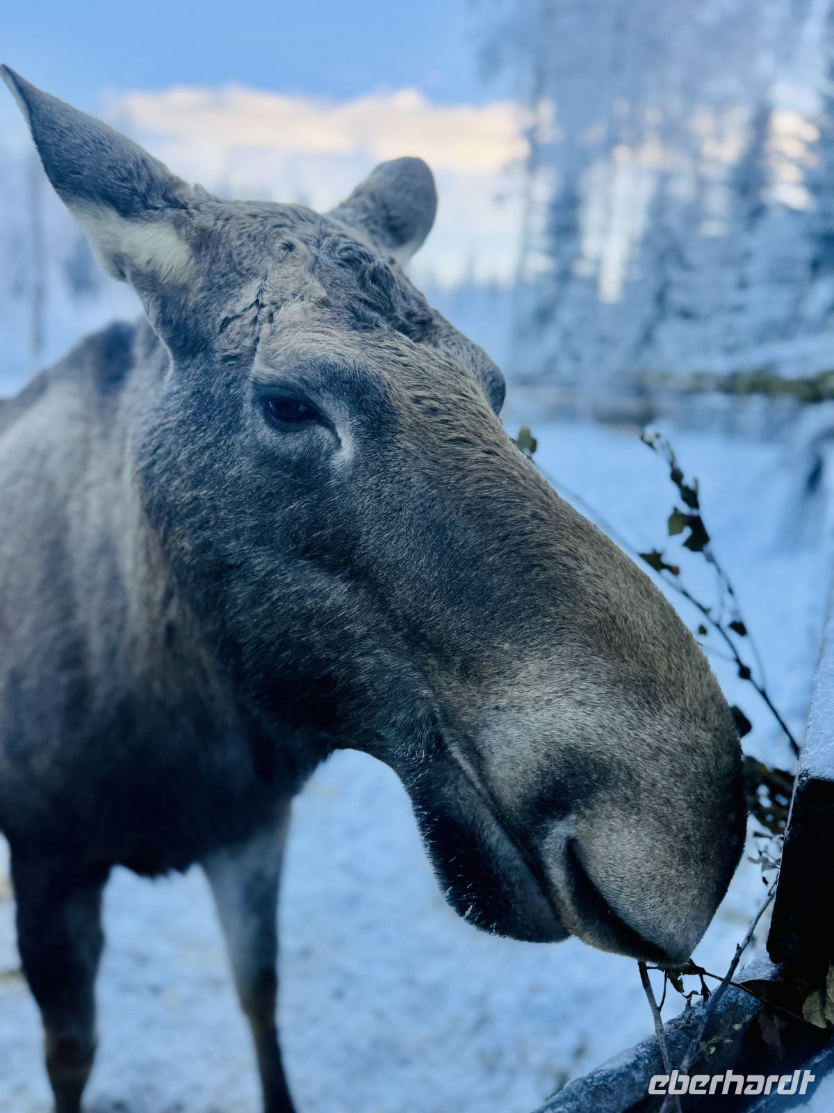 5. Tag - Elch, Finnland  &ndash; &copy; Christin Kuschka (Eberhardt TRAVEL)