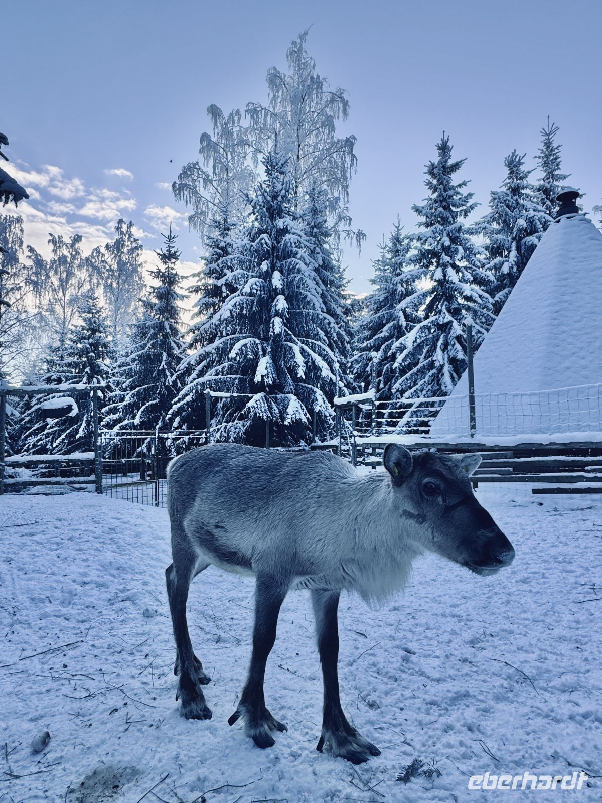 5. Tag - Rentier, Finnland &ndash; &copy; Christin Kuschka (Eberhardt TRAVEL)