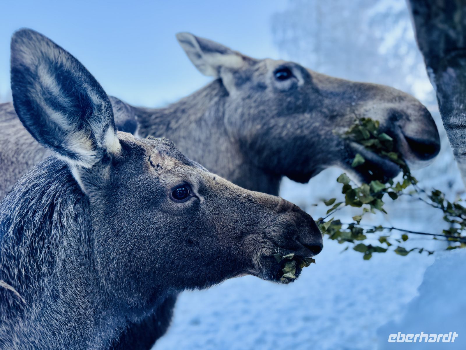 5. Tag - Elche, Finnland  &ndash; &copy; Christin Kuschka (Eberhardt TRAVEL)
