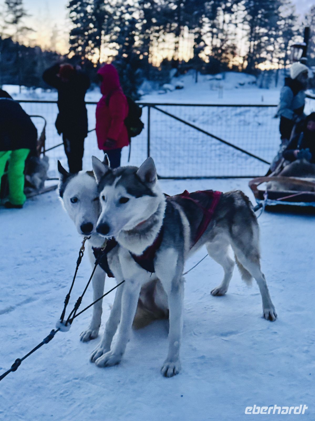 5. Tag - Besuch auf der Huskyfarm, Finnland &ndash; &copy; Christin Kuschka (Eberhardt TRAVEL)