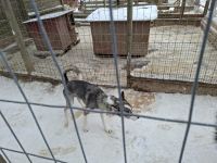 Huskyfarm 