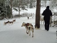 Huskyfarm 