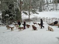 Huskyfarm 