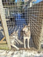 Huskyfarm 