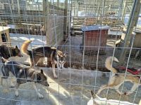Huskyfarm 