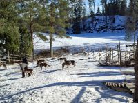 Huskyfarm 