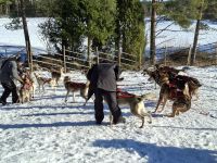 Huskyfarm 