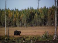 WILDTIERSAFARI kARELIEN (6) &ndash; &copy; Katrin Kerpa (Eberhardt TRAVEL)