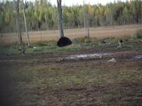 WILDTIERSAFARI kARELIEN (11) &ndash; &copy; Katrin Kerpa (Eberhardt TRAVEL)