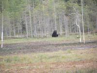 WILDTIERSAFARI kARELIEN (18) &ndash; &copy; Katrin Kerpa (Eberhardt TRAVEL)