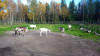 Rentierfarm_napapiirin porofarm_rovaniemi (2) &ndash; &copy; Katrin Kerpa (Eberhardt TRAVEL)