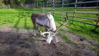 Rentierfarm_napapiirin porofarm_rovaniemi (8) &ndash; &copy; Katrin Kerpa (Eberhardt TRAVEL)