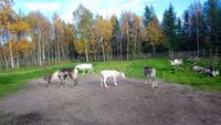 Rentierfarm_napapiirin porofarm_rovaniemi (16) &ndash; &copy; Katrin Kerpa (Eberhardt TRAVEL)