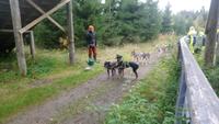 vuokatti, Huskyfarm (13) &ndash; &copy; Katrin Kerpa (Eberhardt TRAVEL)