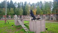 vuokatti, Huskyfarm (24) &ndash; &copy; Katrin Kerpa (Eberhardt TRAVEL)
