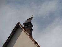 Ribeauville-Storch &ndash; &copy; Ingrid Langer (Eberhardt TRAVEL)