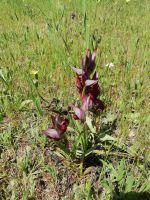 Orchidee &ndash; &copy; Astrid Janke (Eberhardt TRAVEL)
