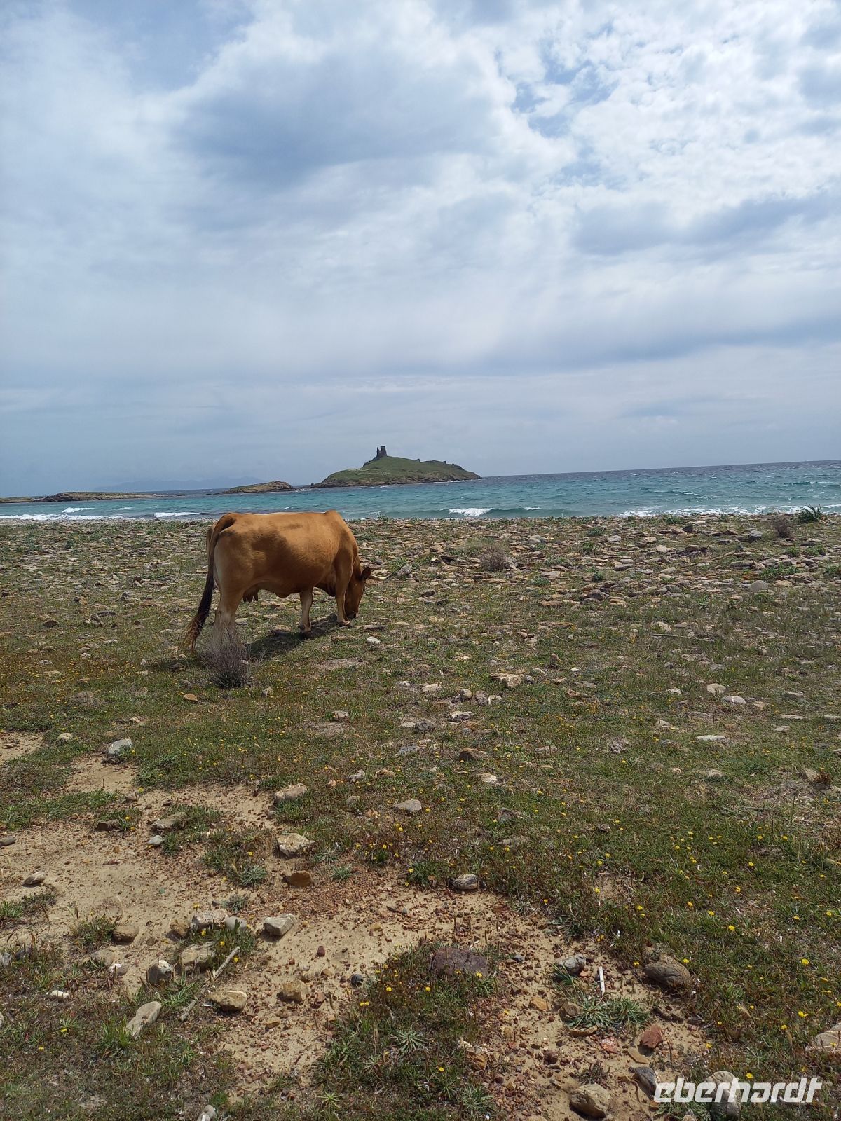 Kühe am Strand &ndash; &copy; Franciska Bauer (Eberhardt TRAVEL)