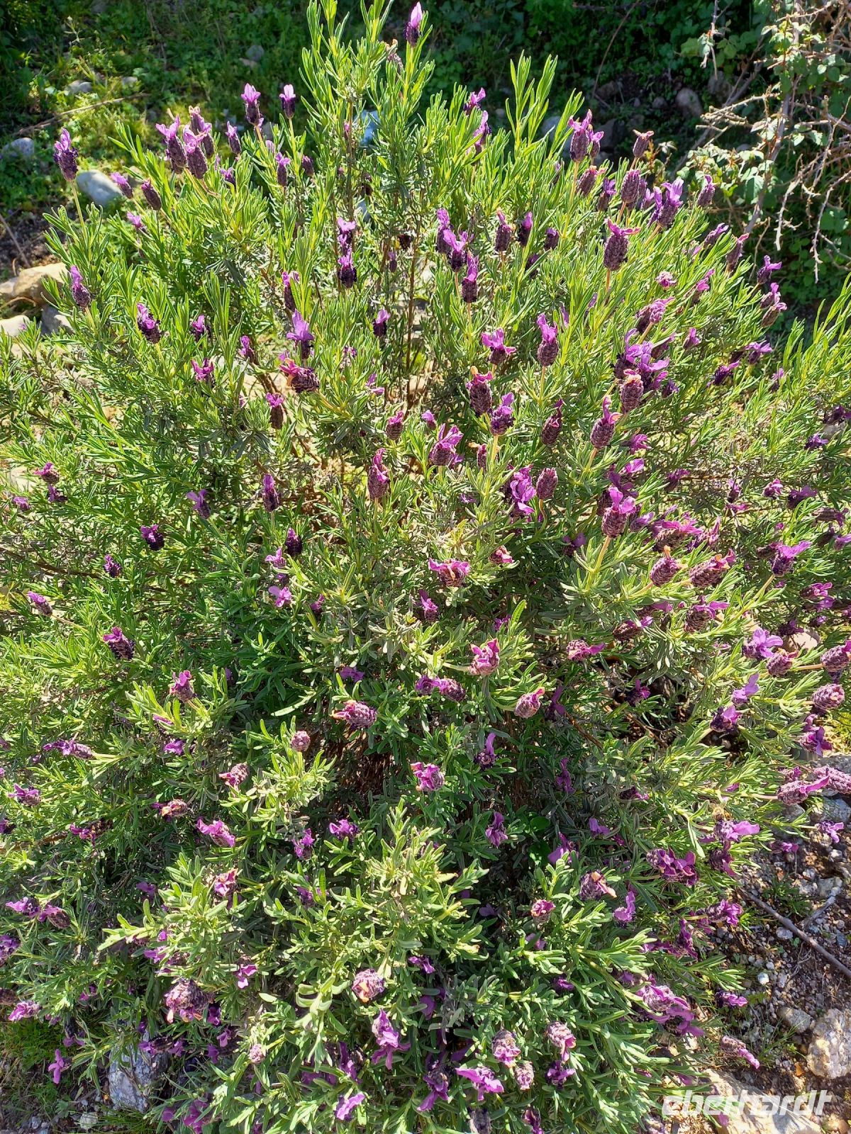 Lavendel &ndash; &copy; Franciska Bauer (Eberhardt TRAVEL)