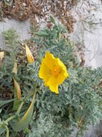 Hornmohn &ndash; &copy; Franciska Bauer (Eberhardt TRAVEL)