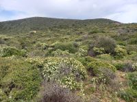 Blühende Maccia &ndash; &copy; Franciska Bauer (Eberhardt TRAVEL)