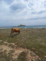 Kühe am Strand &ndash; &copy; Franciska Bauer (Eberhardt TRAVEL)