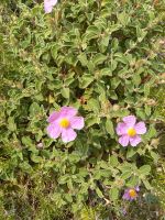 Zistrose