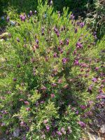 Lavendel &ndash; &copy; Franciska Bauer (Eberhardt TRAVEL)