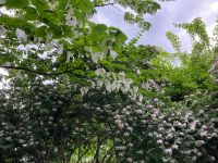 Ob Tauben- oder Taschentuchbaum - Davidia involucrata ist wunderschön! &ndash; &copy; Roswitha Zytowski (Eberhardt TRAVEL)