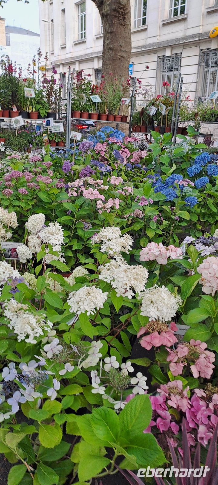 Tours, Blumenmarkt &ndash; &copy; Katja Haubold (Eberhardt TRAVEL)